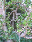 IMG 4155